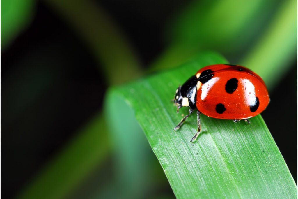27 Interesting Facts About Ladybugs You Might Not Know (2022) 4 ladybug on green leaf