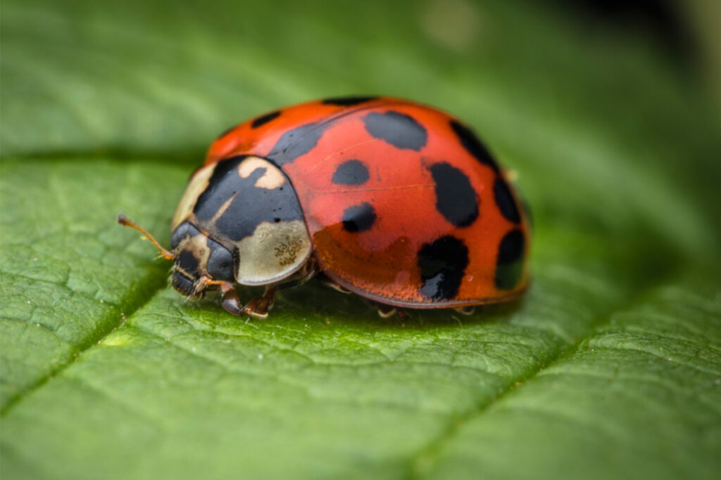 27 Interesting Facts About Ladybugs You Might Not Know (2022) 3 ladybug on green leaf up close