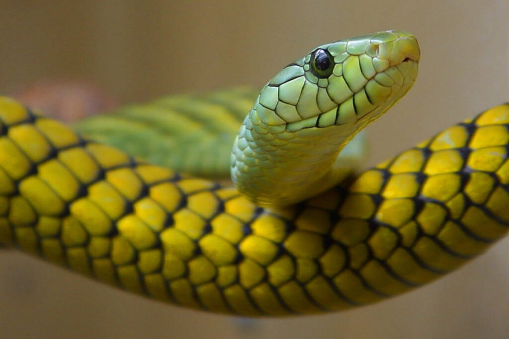Snake with yellow and green color skin combination.