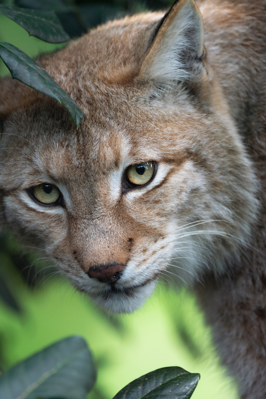 29 Interesting Facts About Bobcats (2022) Most People Don't Know 5 bobcat outside