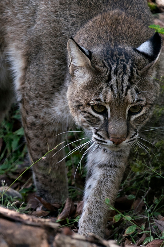 29 Interesting Facts About Bobcats (2022) Most People Don't Know 4 bobcat walking