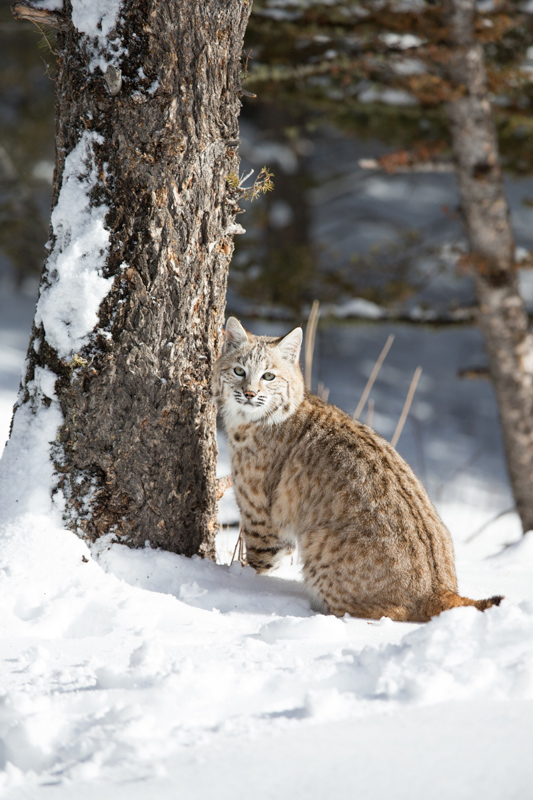 bobcat in the snow