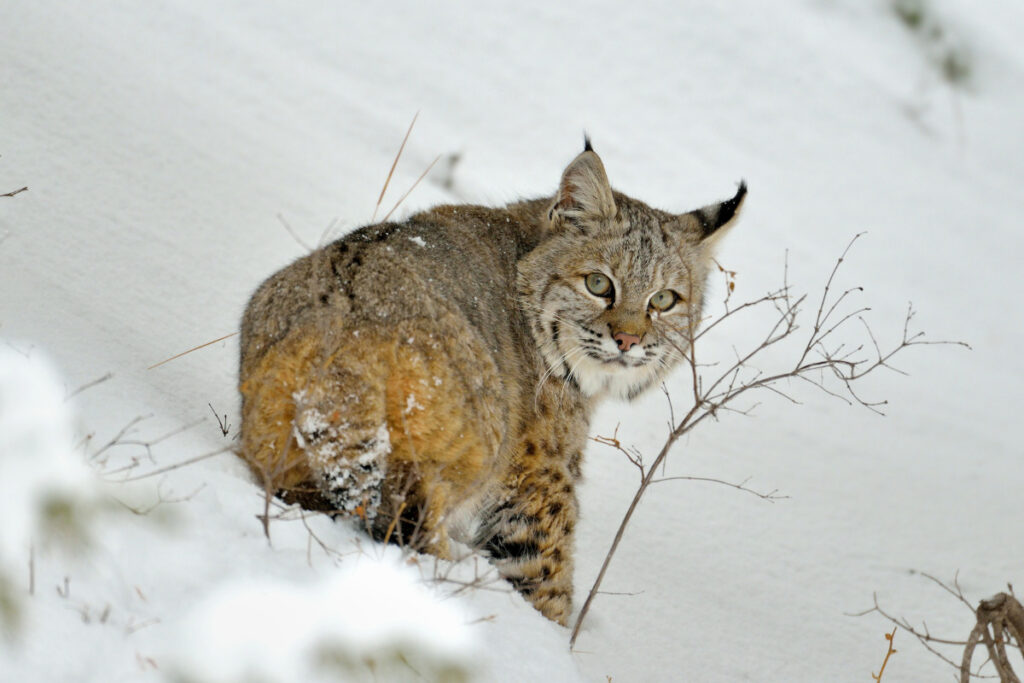 bobcat in snow