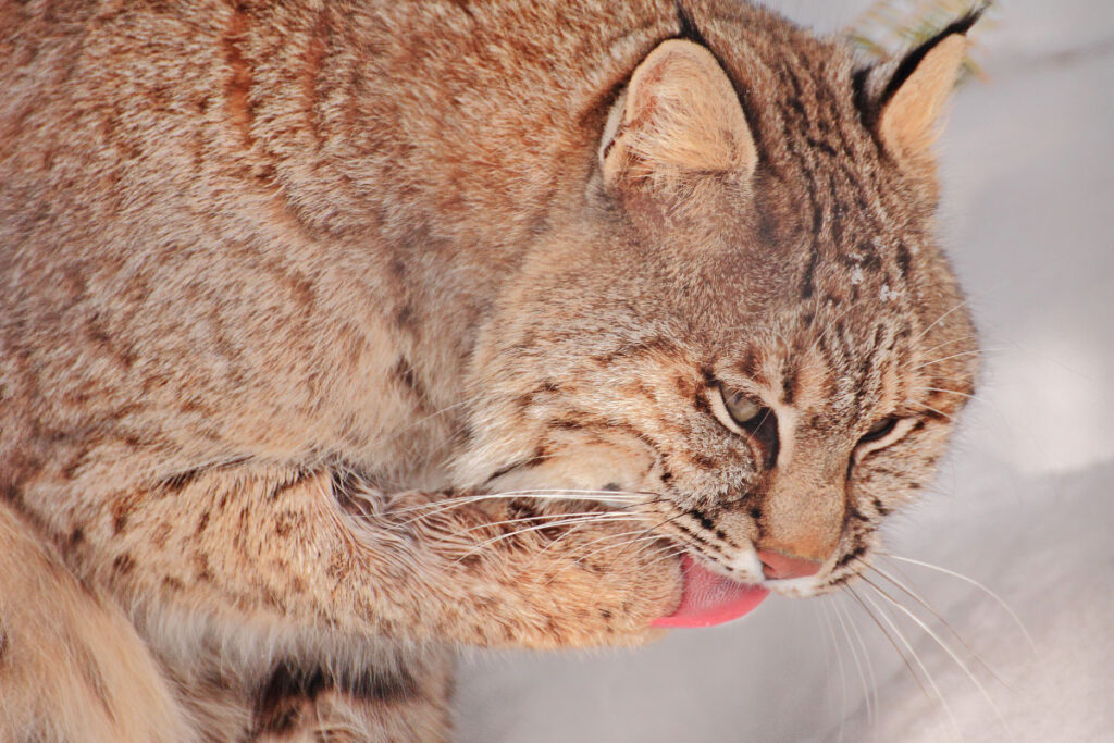 bobcat tongue
