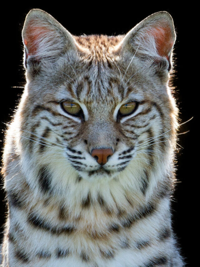 29 Interesting Facts About Bobcats You May Not Have Heard Story