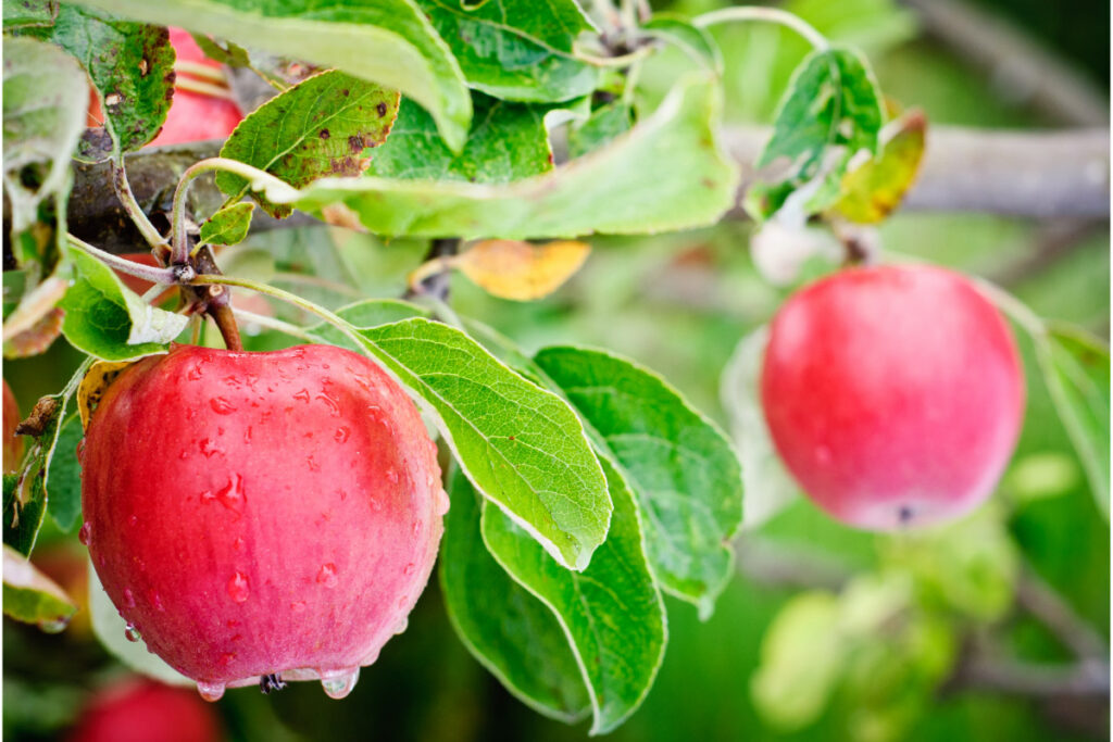 27 Interesting Facts About Washington State (2022) Most People Don't Know 5 washington apples