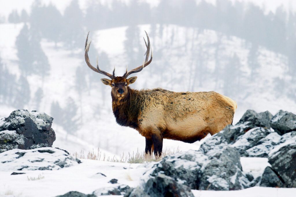 Elk or wapiti (Cervus canadensis) Yellowstone National Park