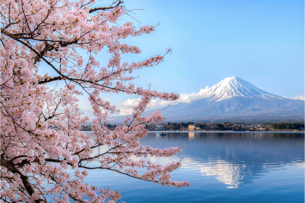 25 Interesting Facts About Mount Fuji Most People Don't Know (2022) 13 cherry blossoms and mount fuji