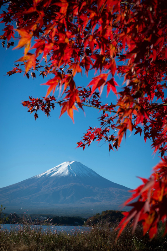 mount fuji and autumn leaves