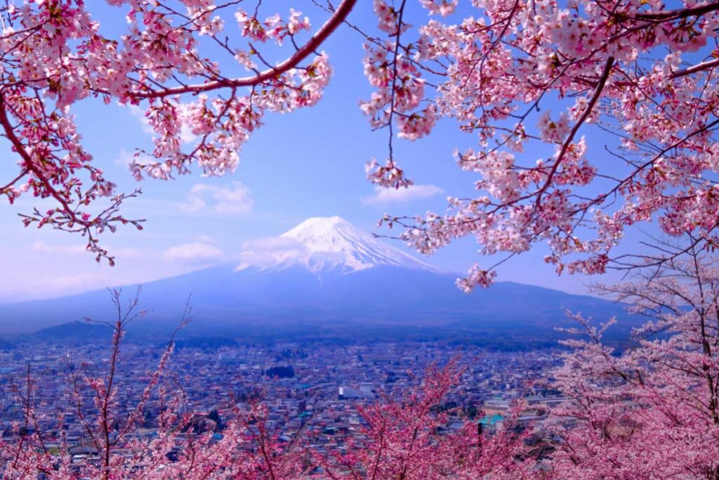 mount fuji japan surrounded by cherry blossoms