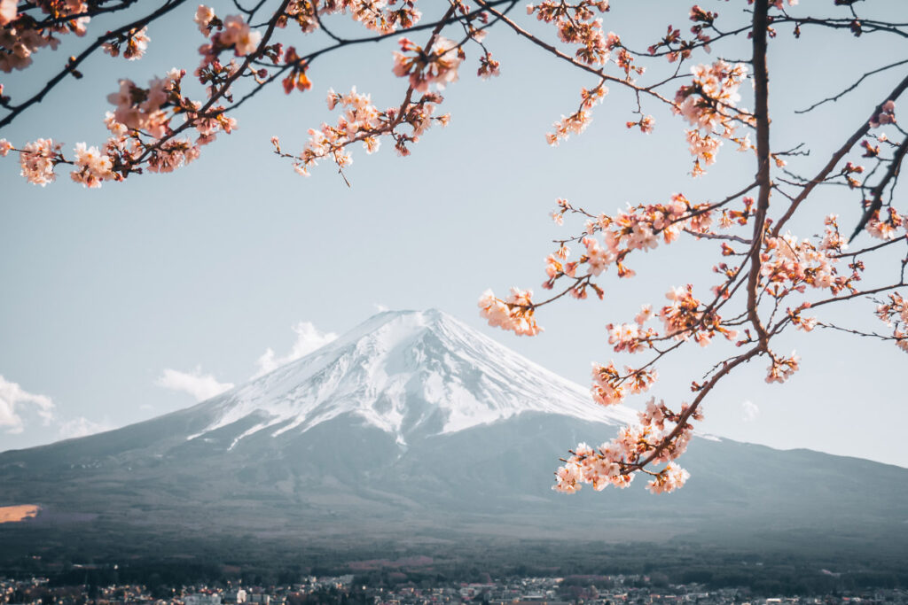 mount fuji with cherry blossoms