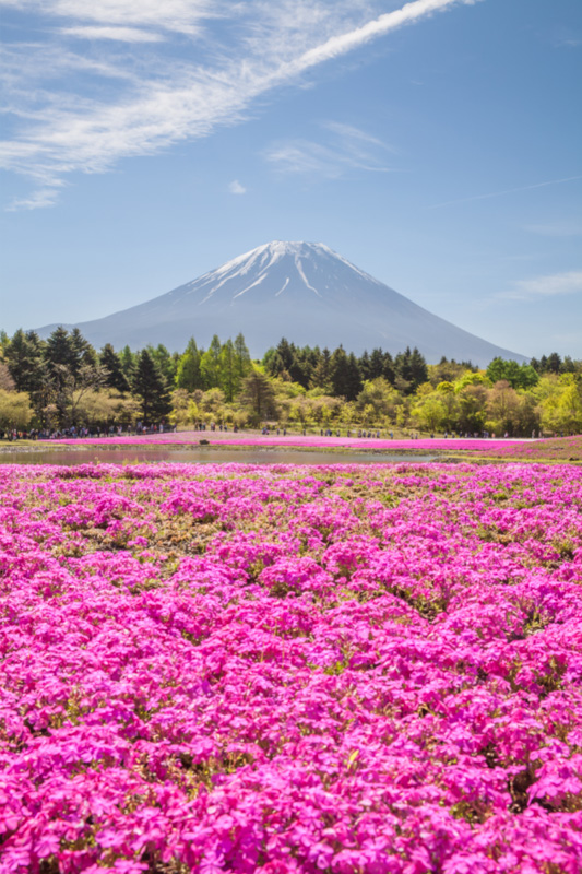 mount fuji with pink flowers in the foregound