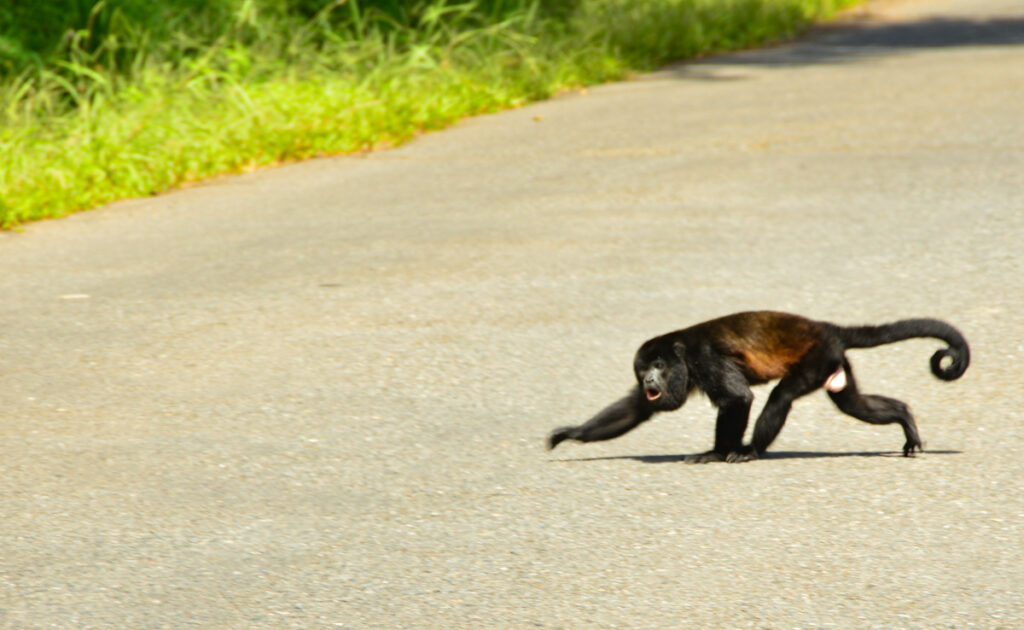 monkey crosses the road