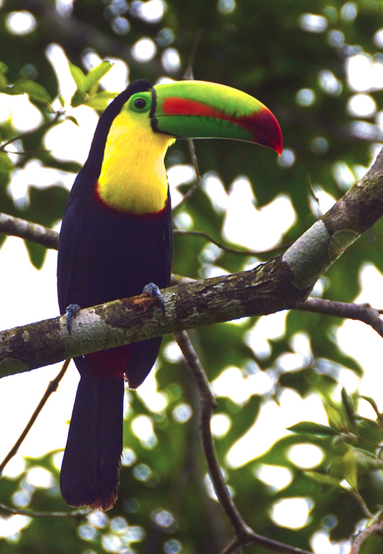 37 Interesting Facts About Costa Rica Most People Don't Know (2022) 20 toucan