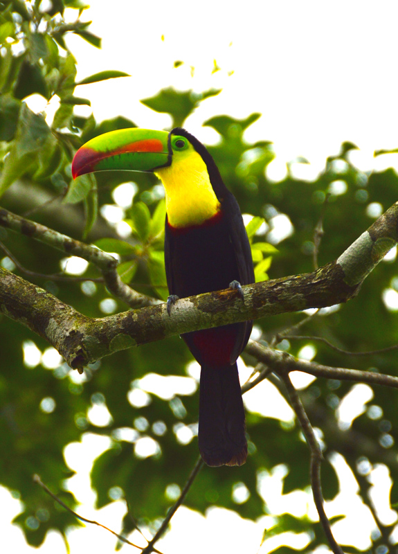 toucan interesting facts about costa rica
