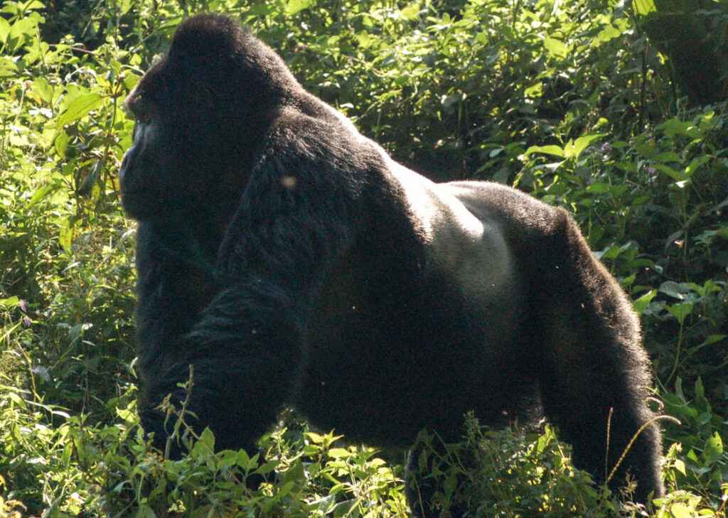 gorilla male