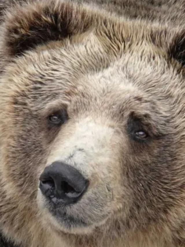 10 Interesting Facts about Bears You Might Not Know Story