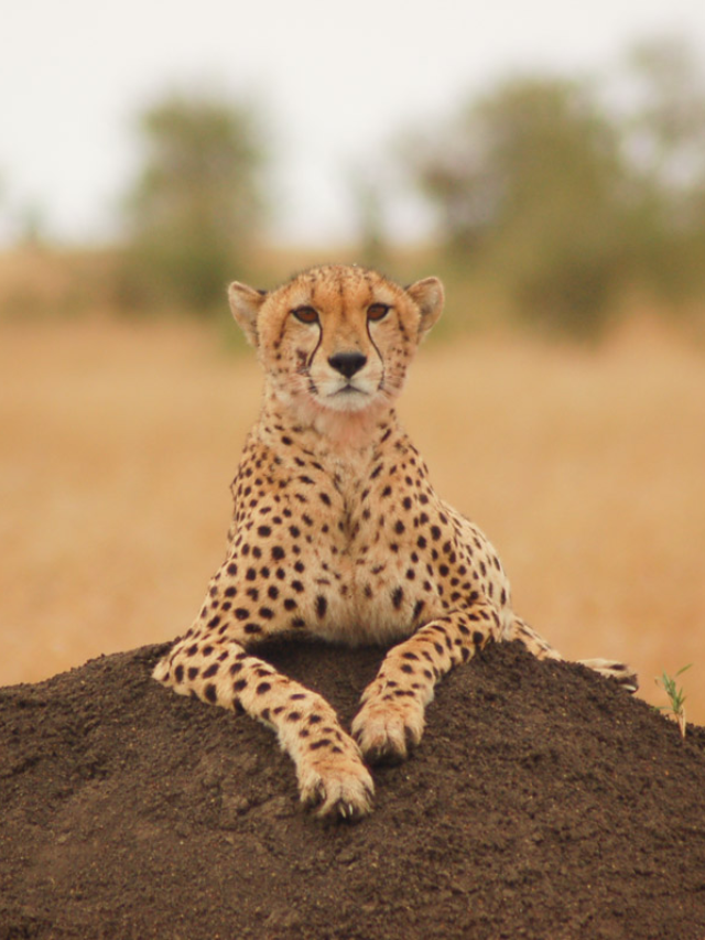 27 Interesting Cheetah Facts You Might Not Know Story