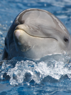 27 Interesting Facts about Dolphins You Might Not Know Story Poster Image