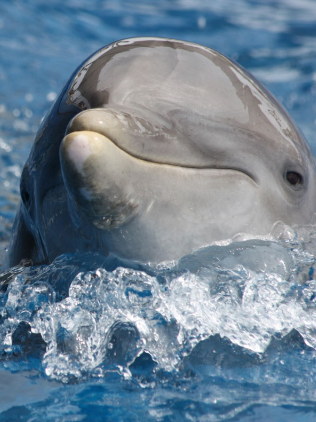 27 Interesting Facts about Dolphins You Might Not Know Story