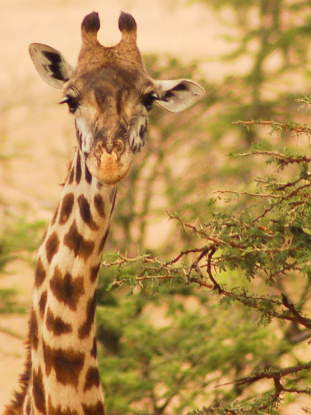 27 Interesting Facts about Giraffes You Might Not Know Story