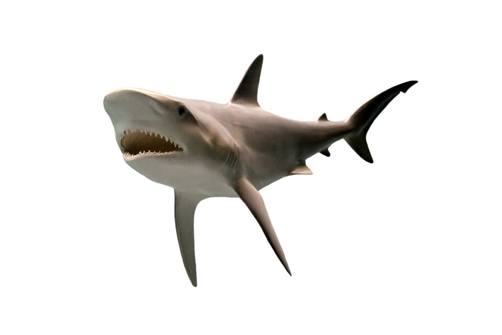 shark with fins