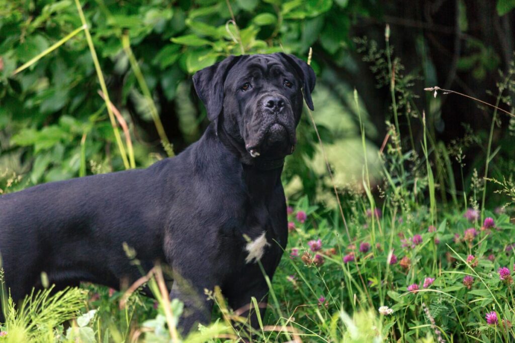 Cane Corso black dog