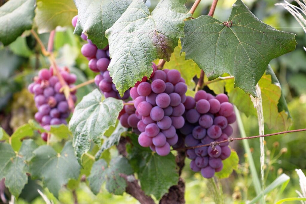 purple-grapes-on-vine