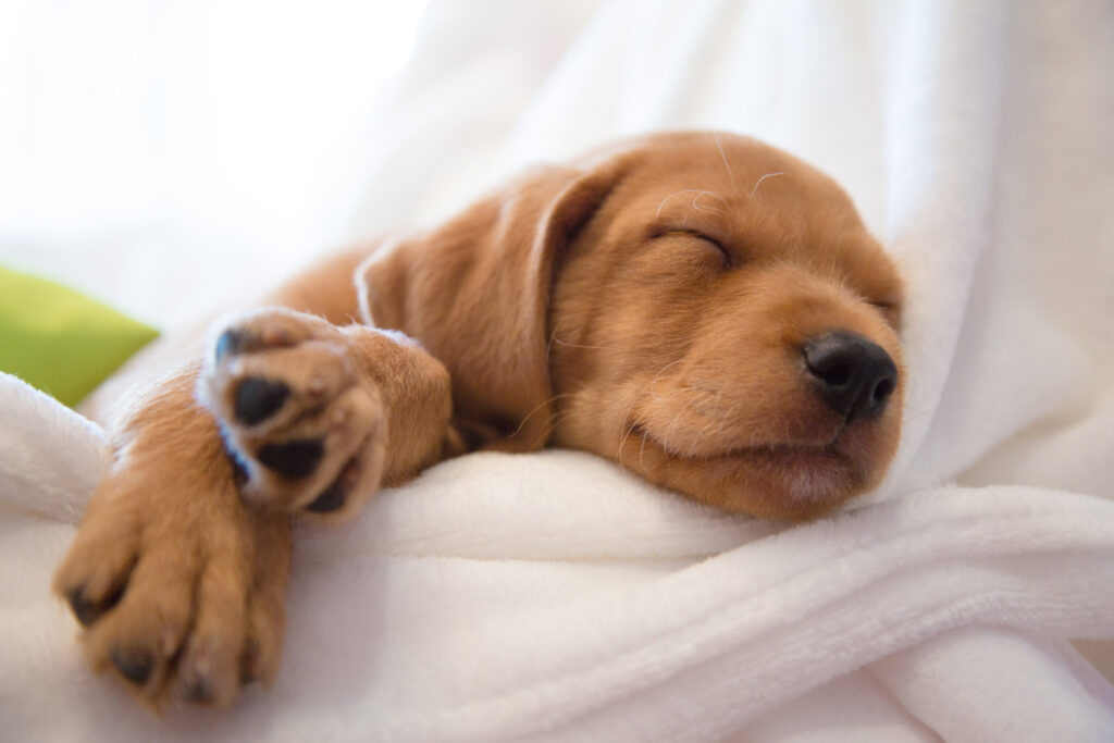 sleeping puppy facts about puppies