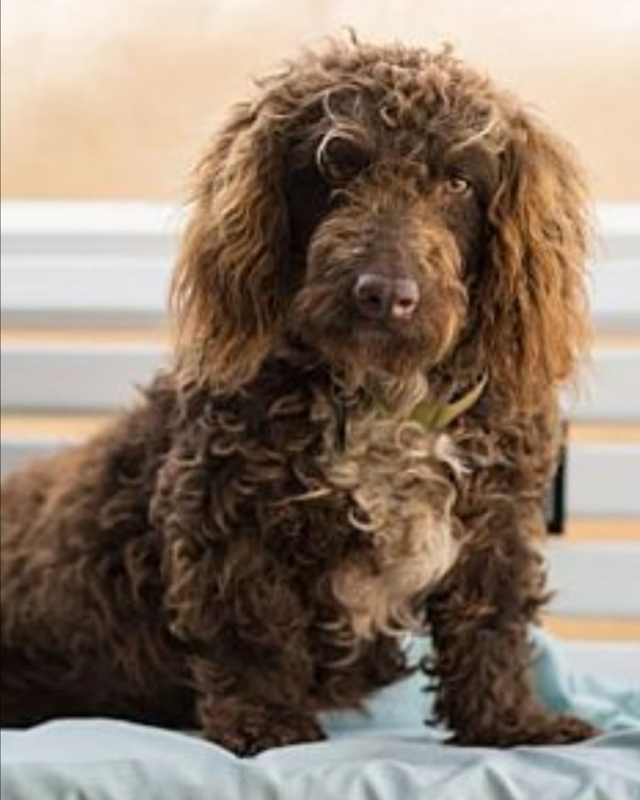 37 Interesting Facts About Poodles That’ll Melt Your Heart 17 Bassetoodle