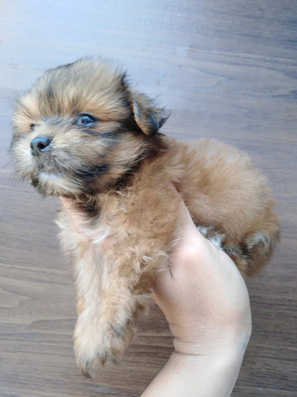 27 Fun Facts About Shih Tzus (2022) That You Probably Don’t Know 5 Pomeranian Mixed Shih Tzu being held