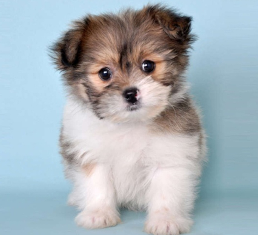 Pomeranian Mixed Shih Tzu brown and white puppy