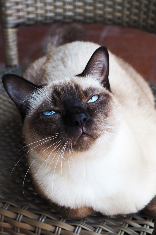 siamese cat looking up