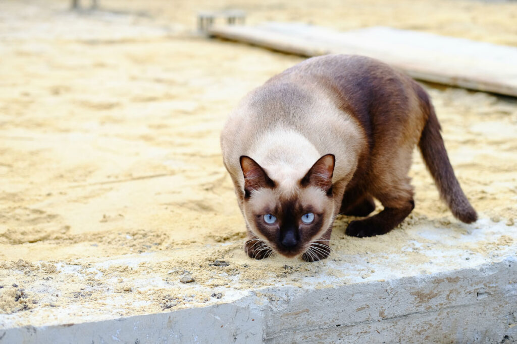 siamese cat on the prowl