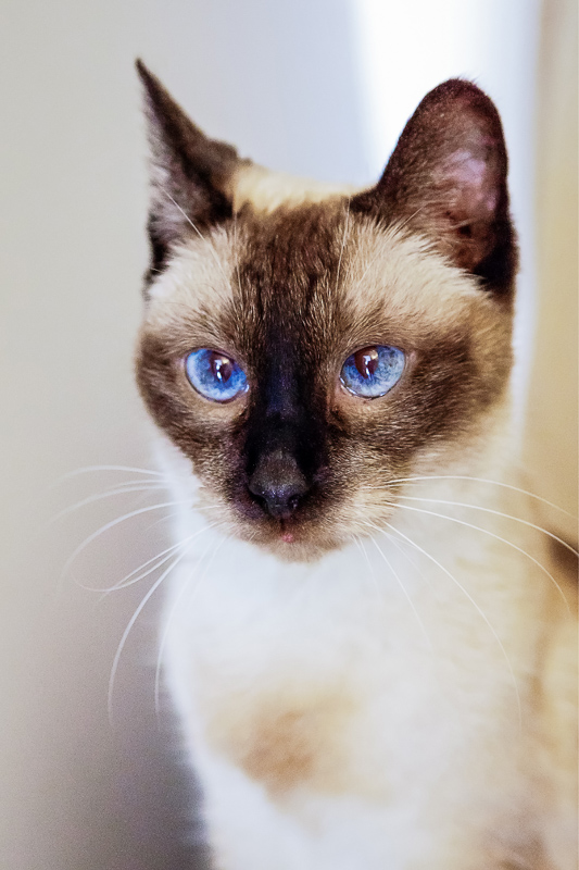 siamese cat with blue eyes portrait