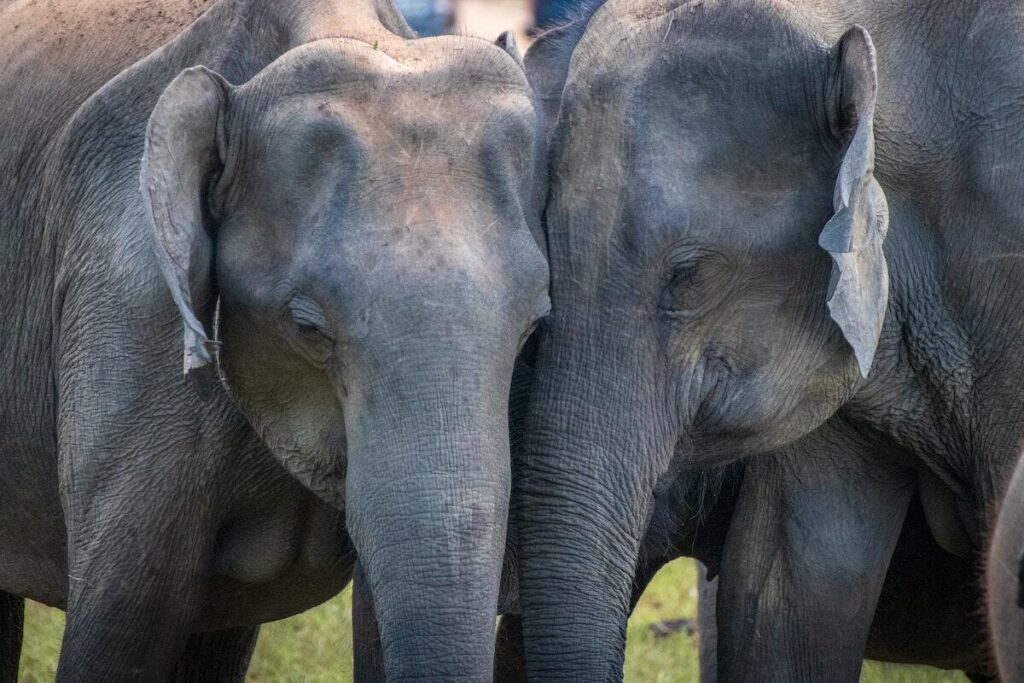Elephant-friends