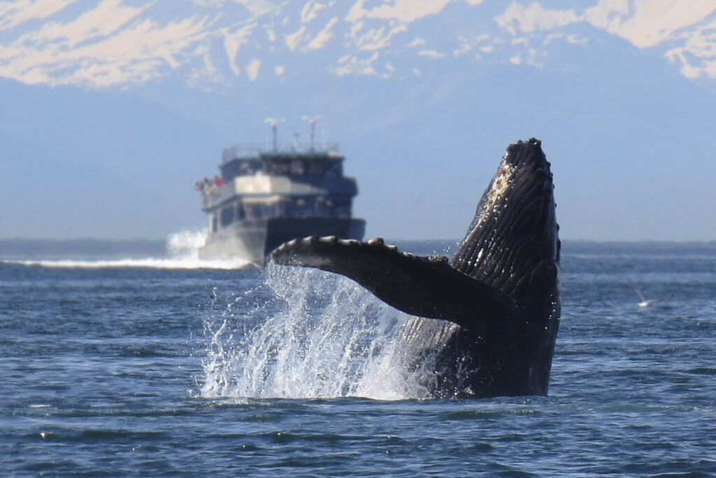 alaska whale