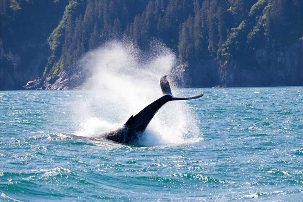 alaska whale tail