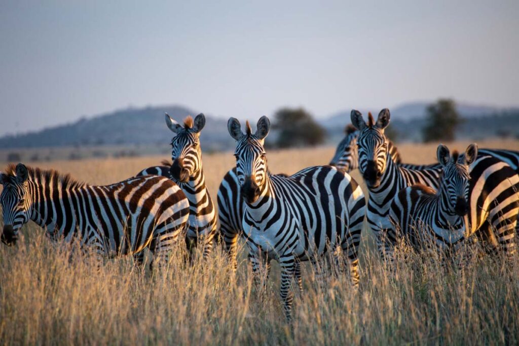 four zebras in the wild