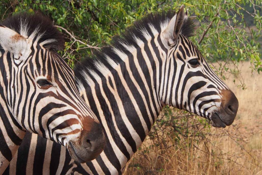 two zebras in the wild profile sho