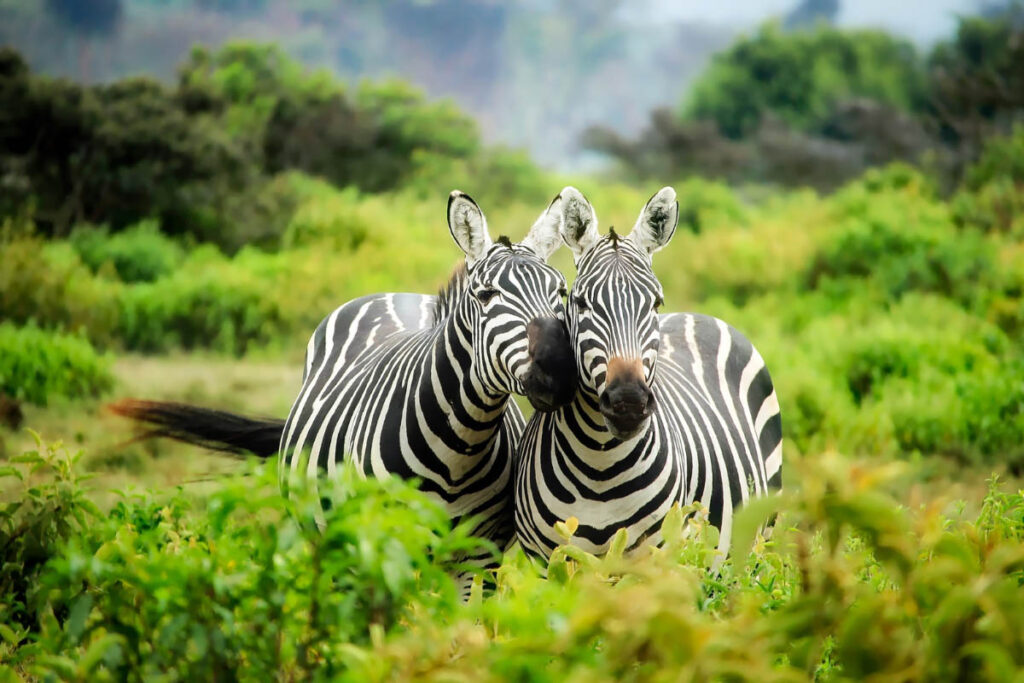 two zebras in wild nuzzling