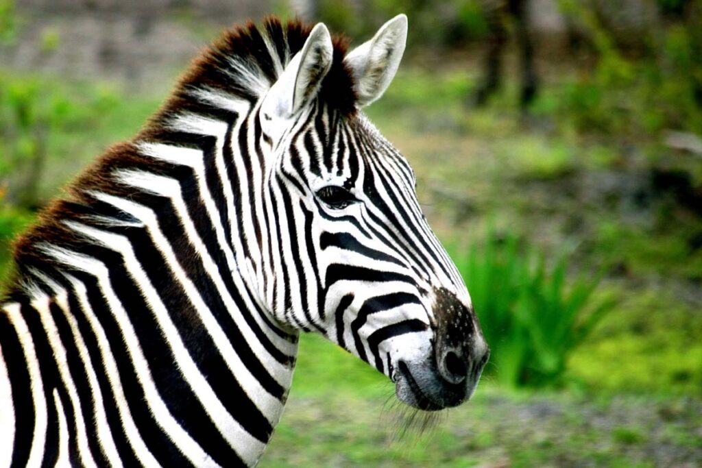 zebra in wild profile green background
