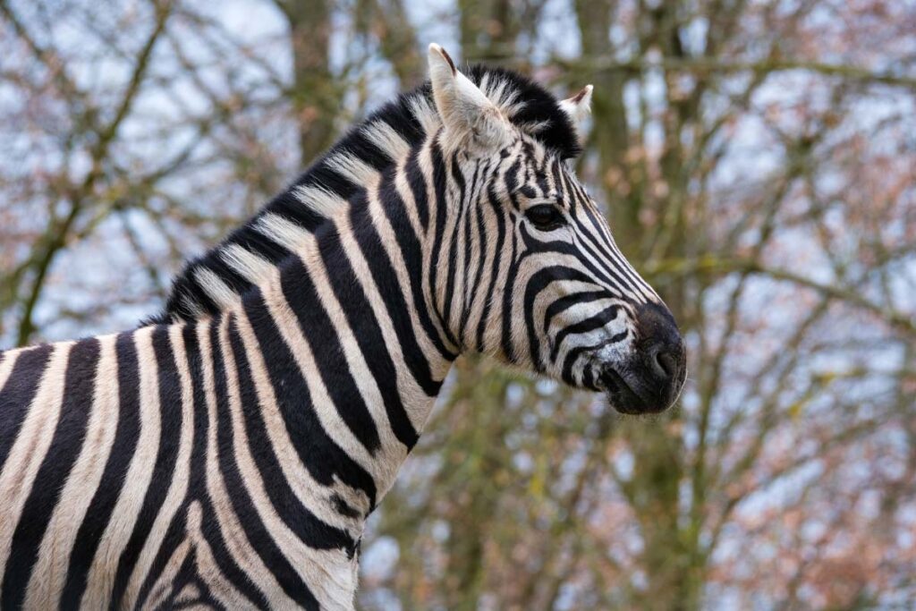 zebra in wild profile shot