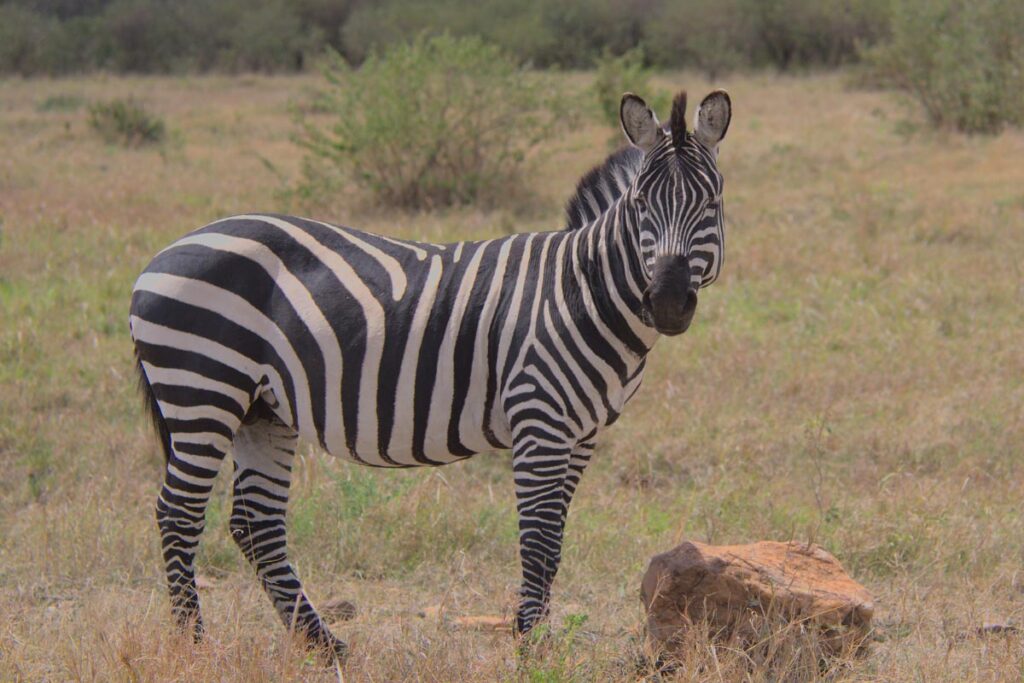 zebra in wild with rock