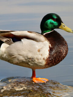 duck with green head