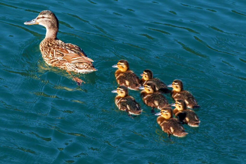 ducks swimming