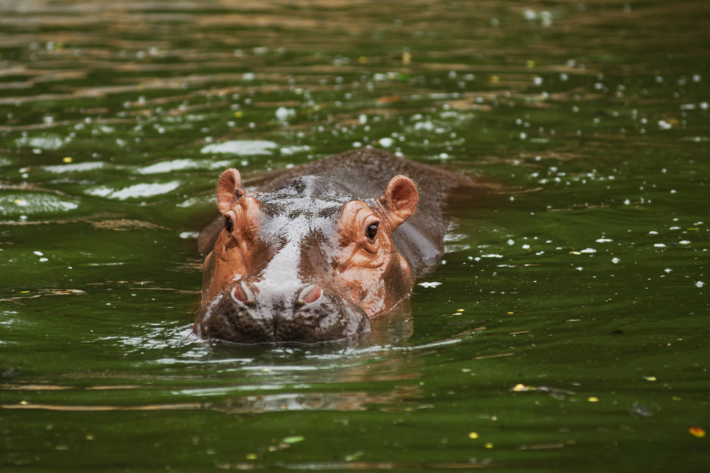 interesting facts about hippos