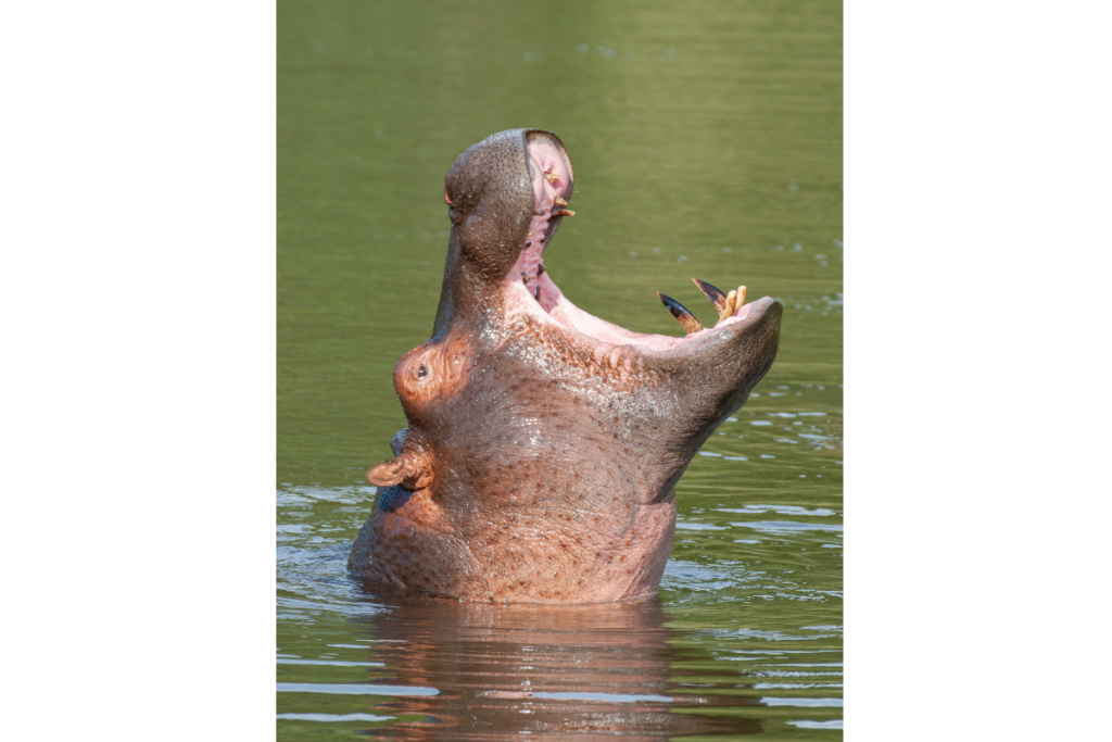 hippo 3