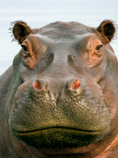 hippo up close