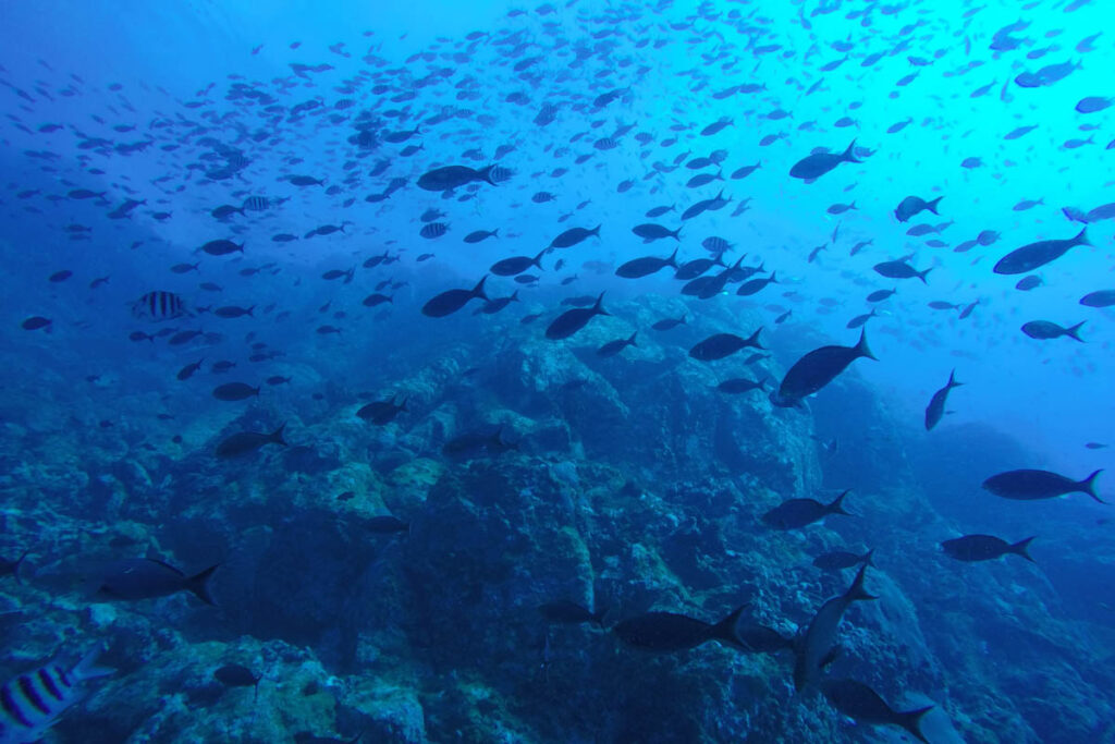 67 Interesting Facts About Fishes (2023) That Most People Don’t Know 8 many fish in the ocean